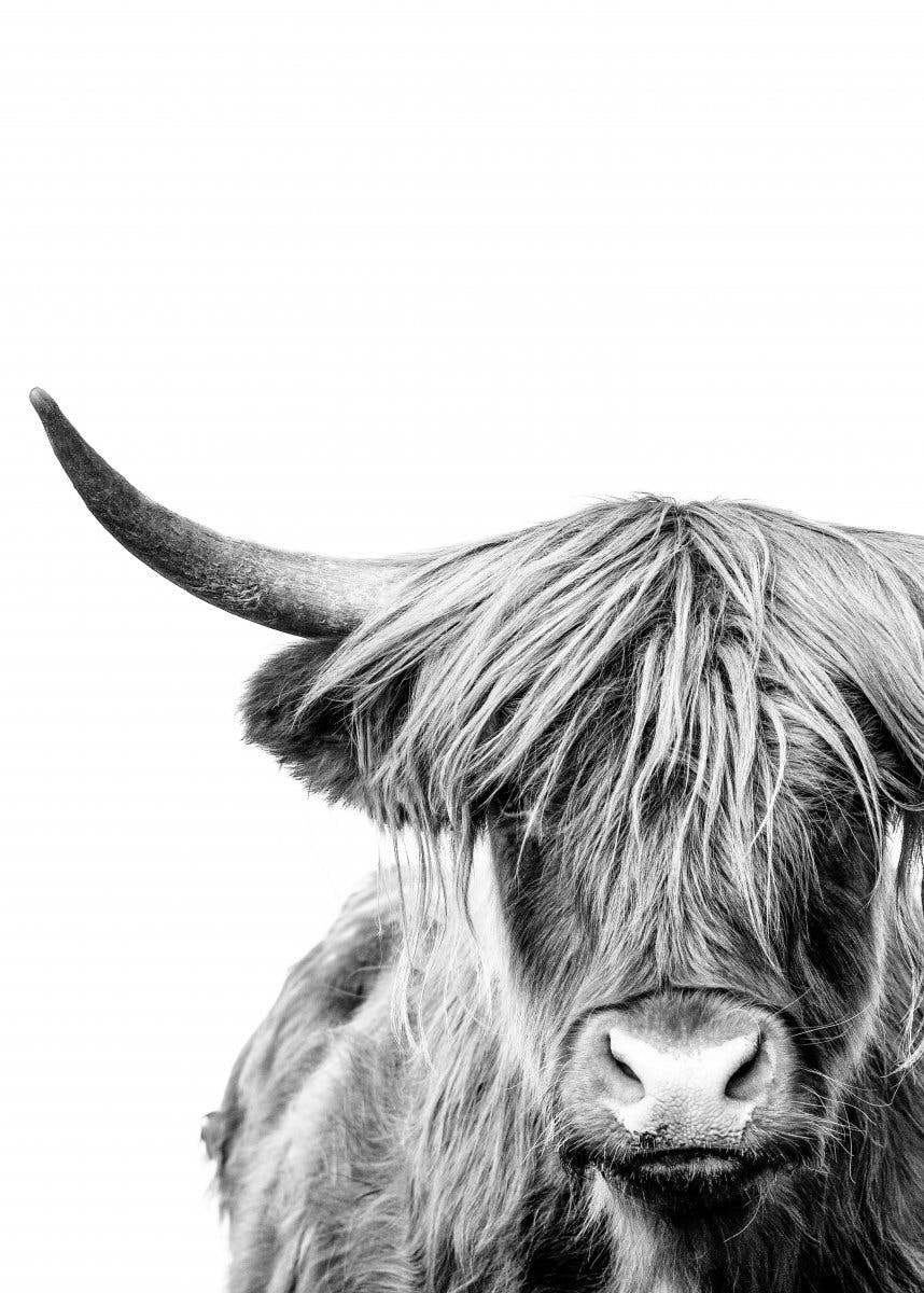 Poster vacă Highland close-up 0