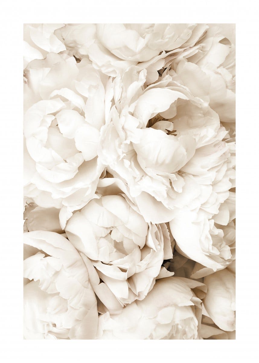 Pivoines Blanches Poster 0