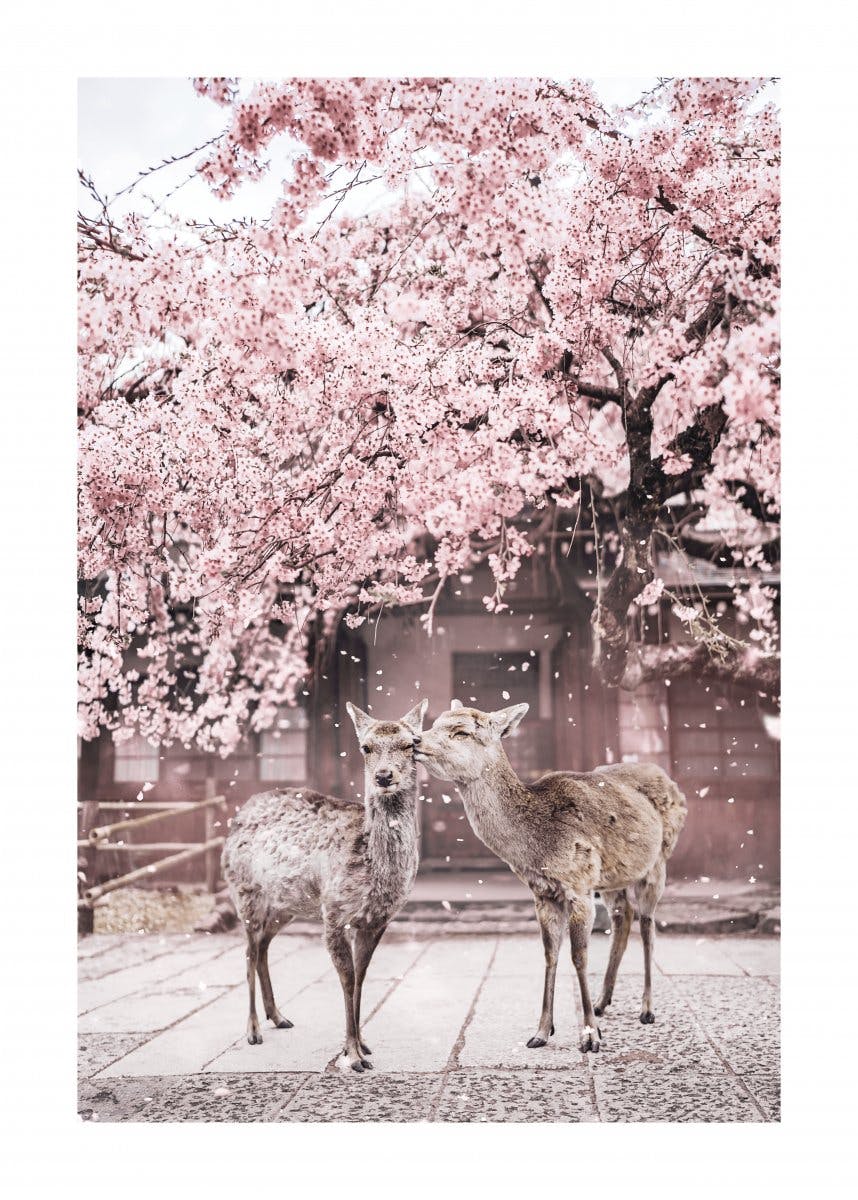 벚꽃아래 사슴 포스터 0
