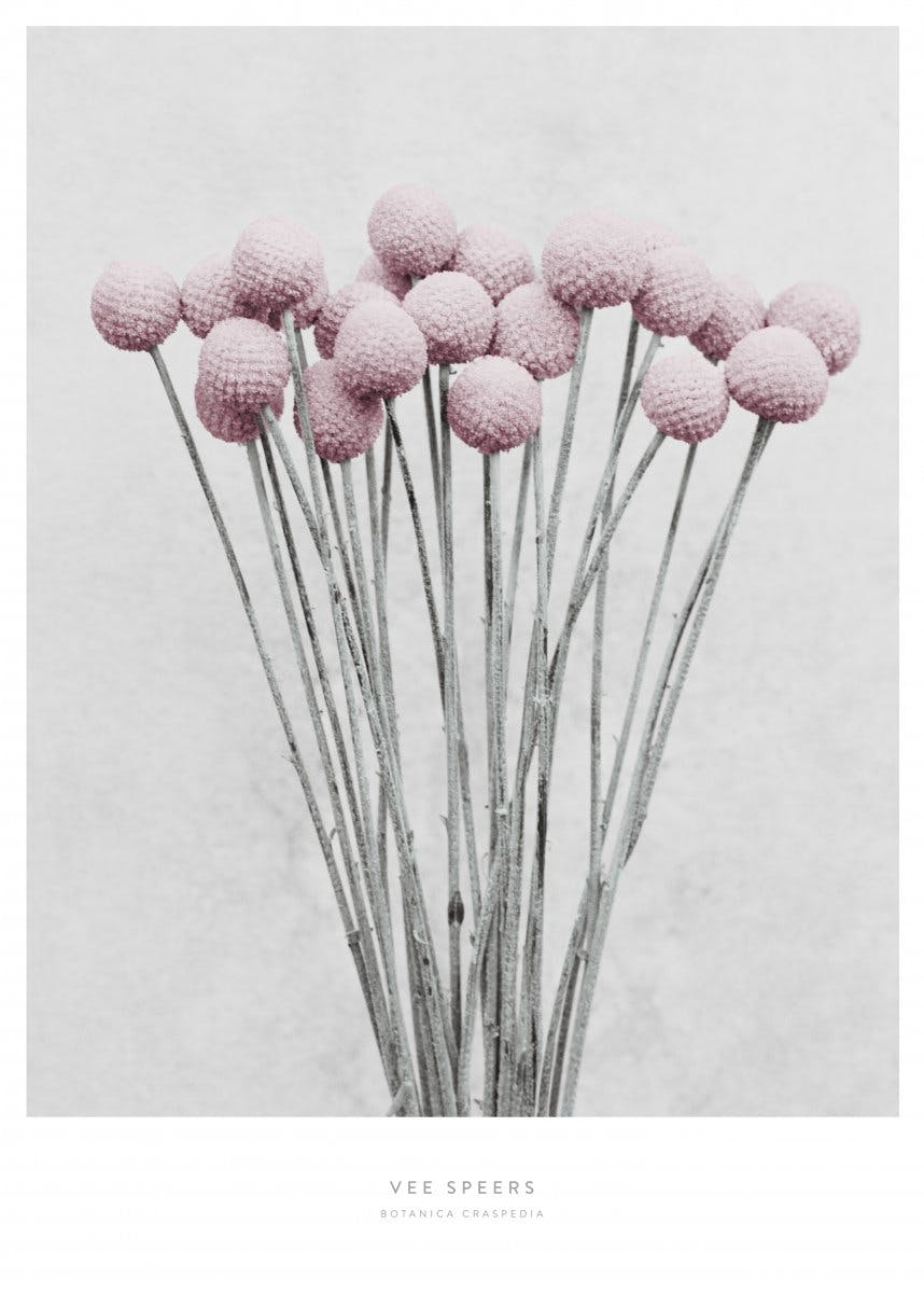 لوحة لصورة في سبيرز ،النبات الزهري كراسبيديا# 32 0