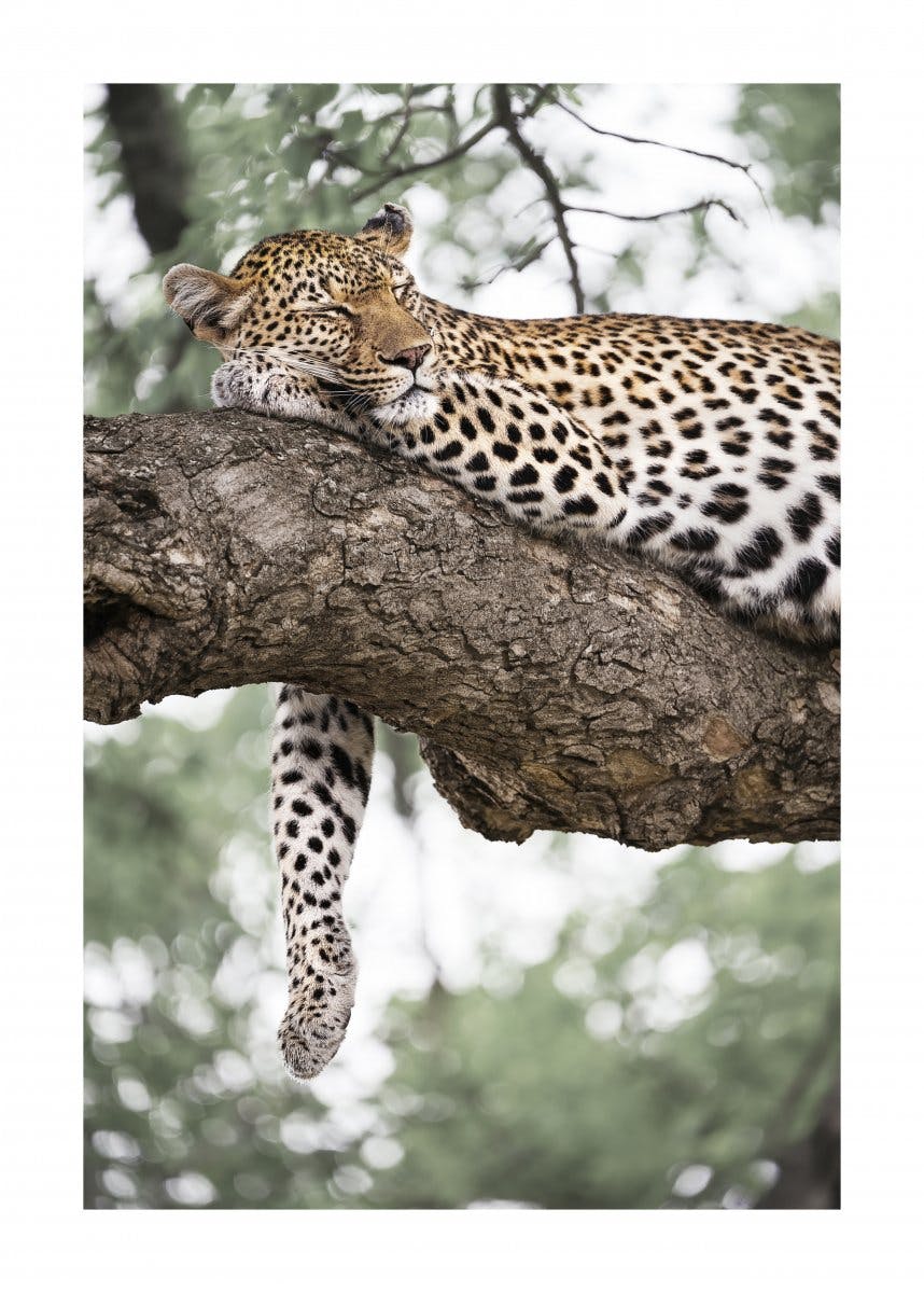Avslappende Leopard Poster 0