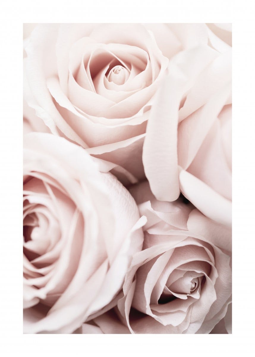 ピンクの薔薇たち ポスター 0