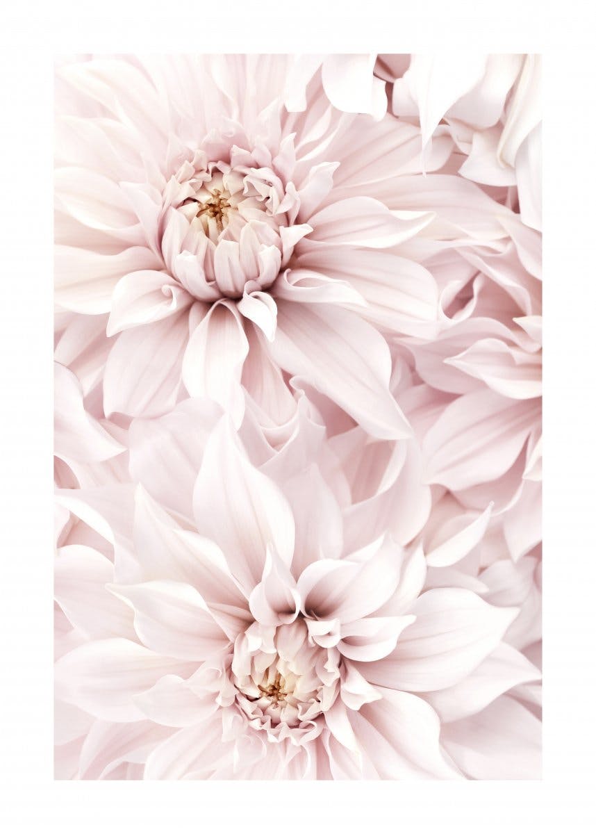 Blomstrande Rosa Dahlior Poster 0