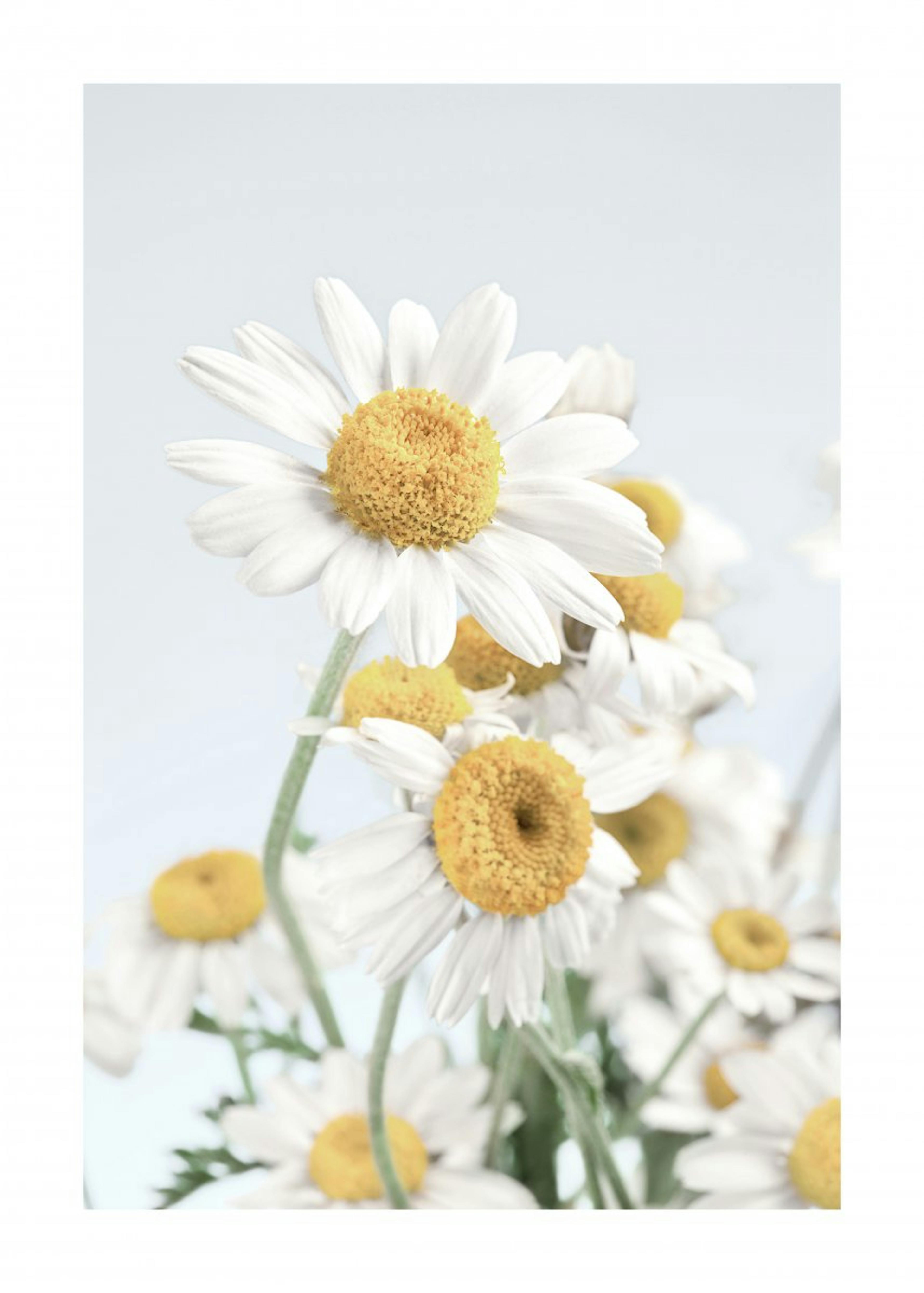 Daisy Poster 0