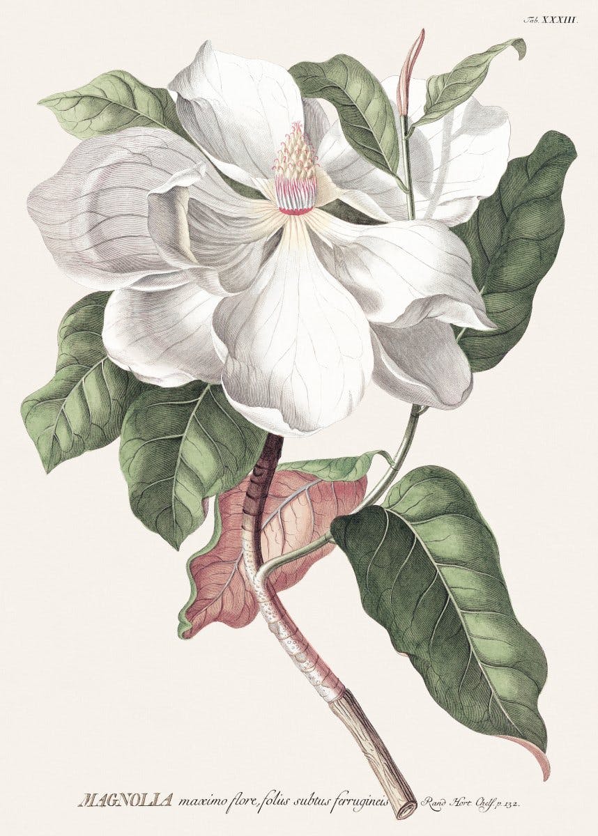 Vintage magnolie Plakát 0