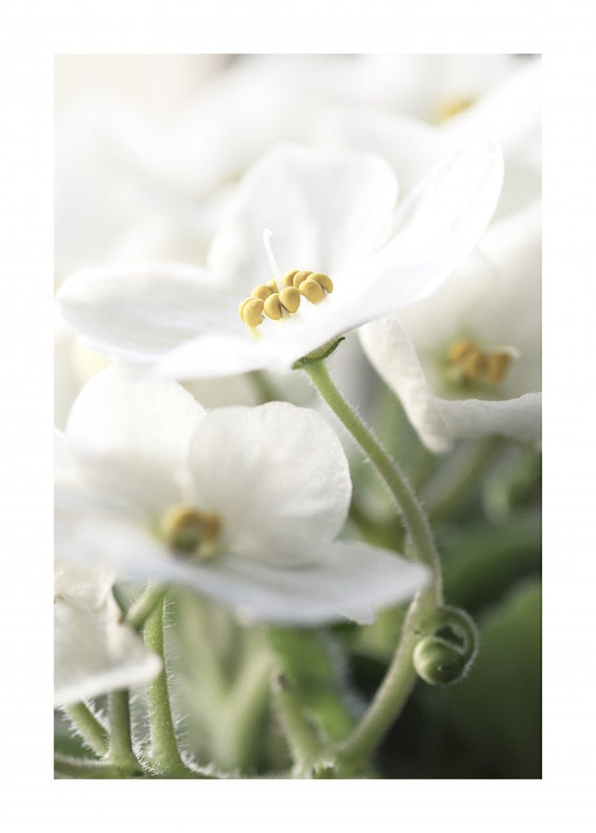 Plakat Rozkwitające Białe Kwiaty 0