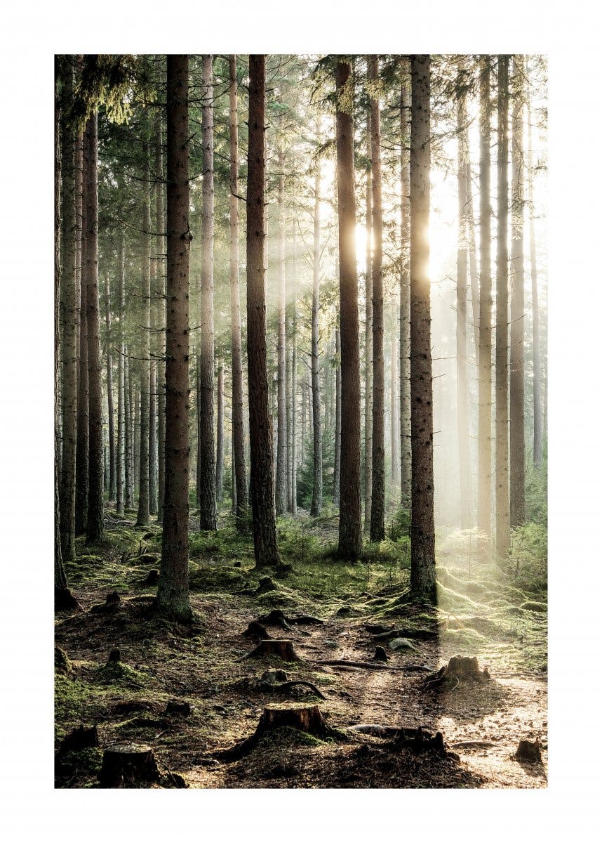 Skog i Solljus Poster 0