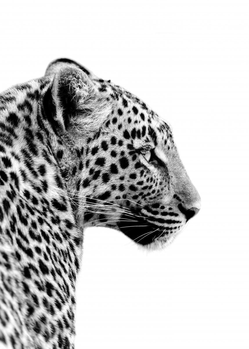 Leopard közelről poszter 0