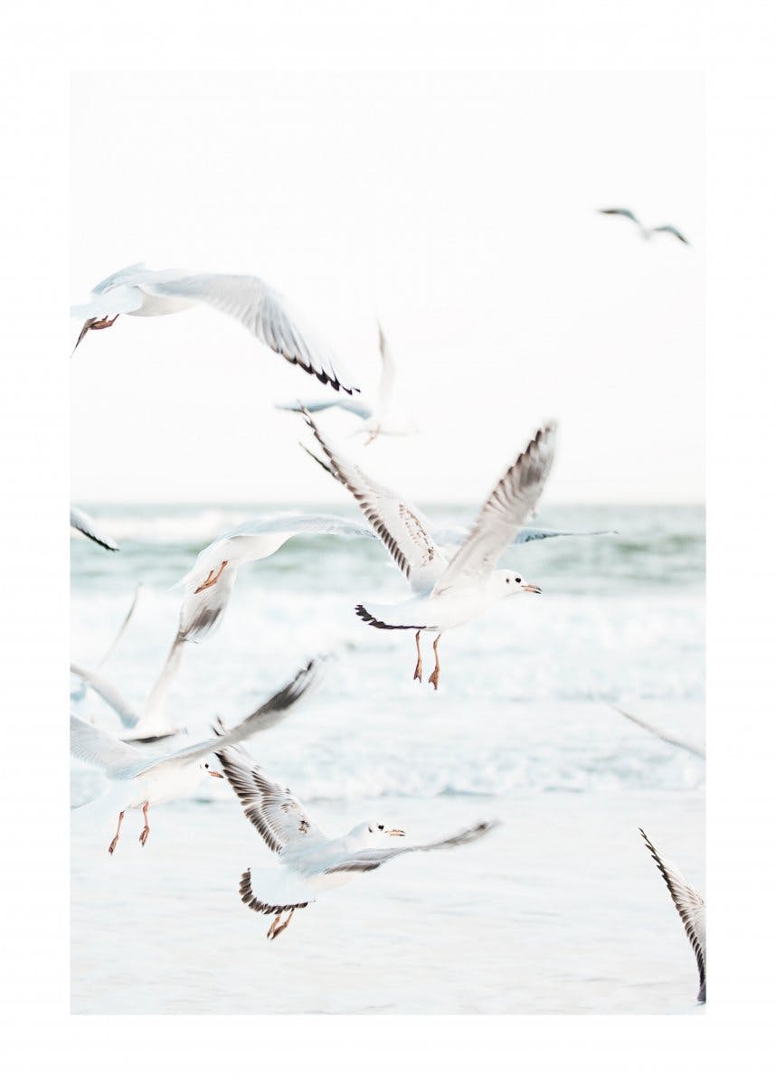 Flying Seagulls Poster 0