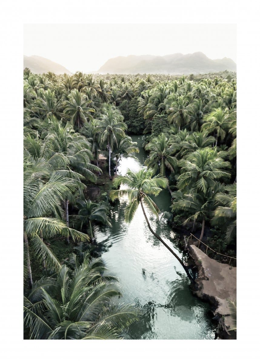 Palm Forest Poster 0
