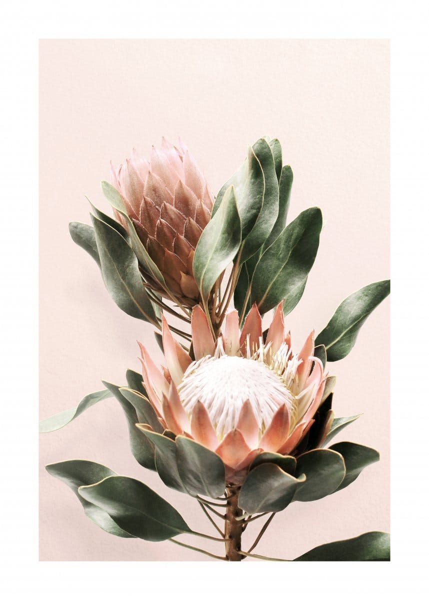 Blommor Protea Poster 0