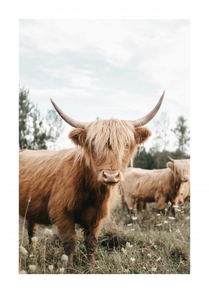 Highland Cattle Poster 0