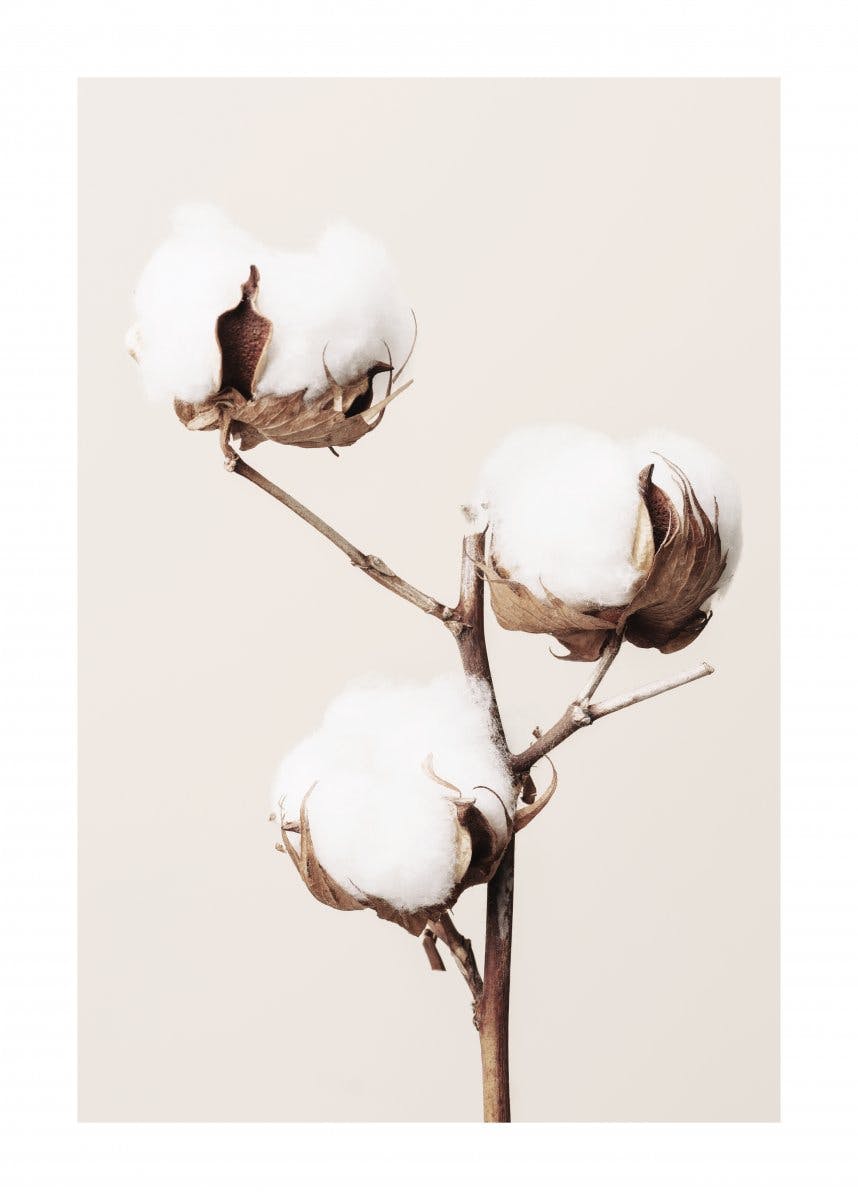 Cotton Flower Poster 0