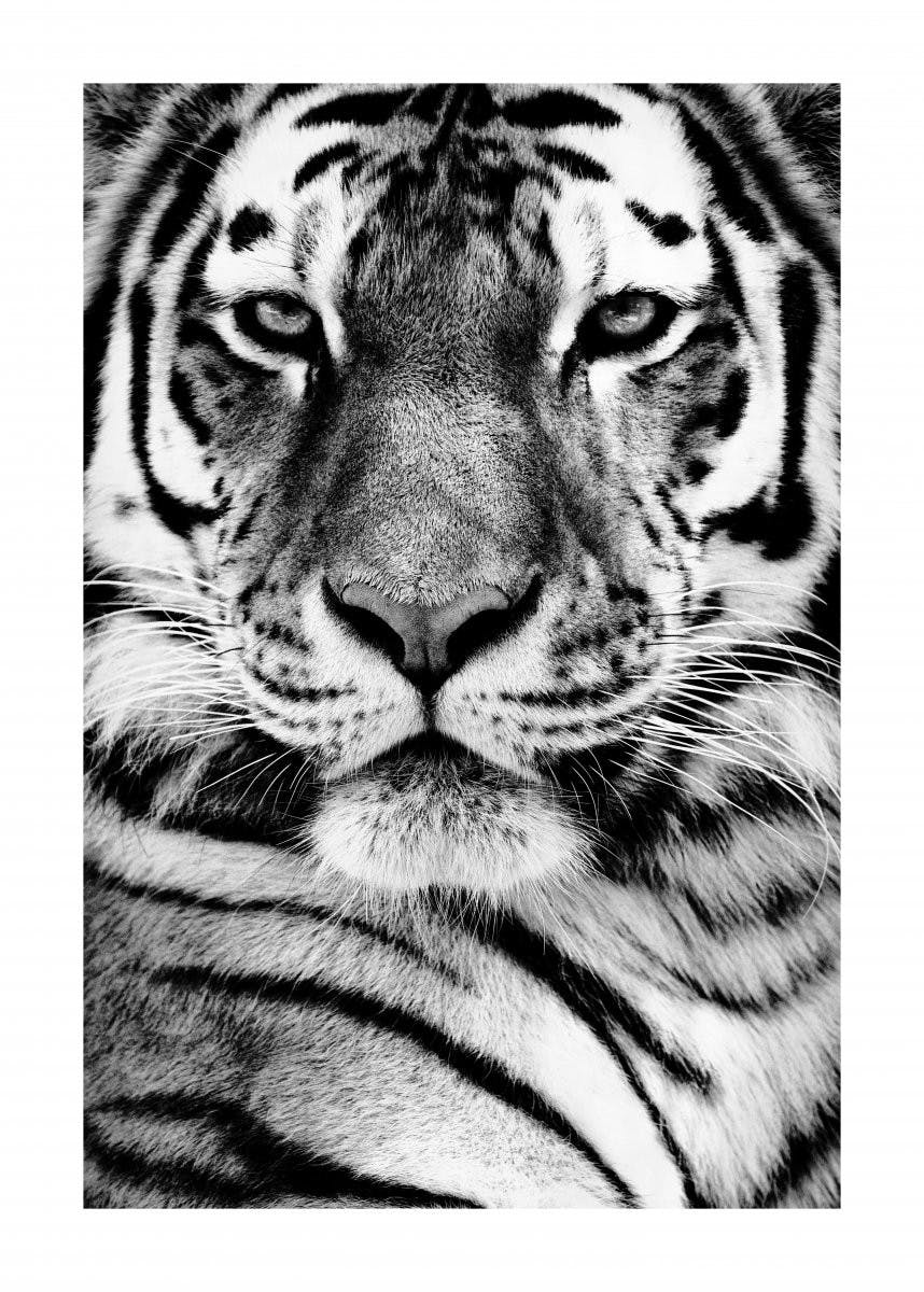 Sibiřský tygr Plakát 0