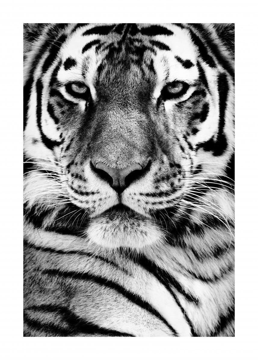 Plakat Tygrys Syberyjski 0