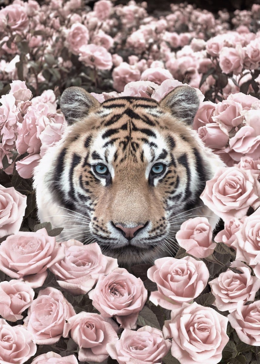 Roze rozen tijger Poster 0