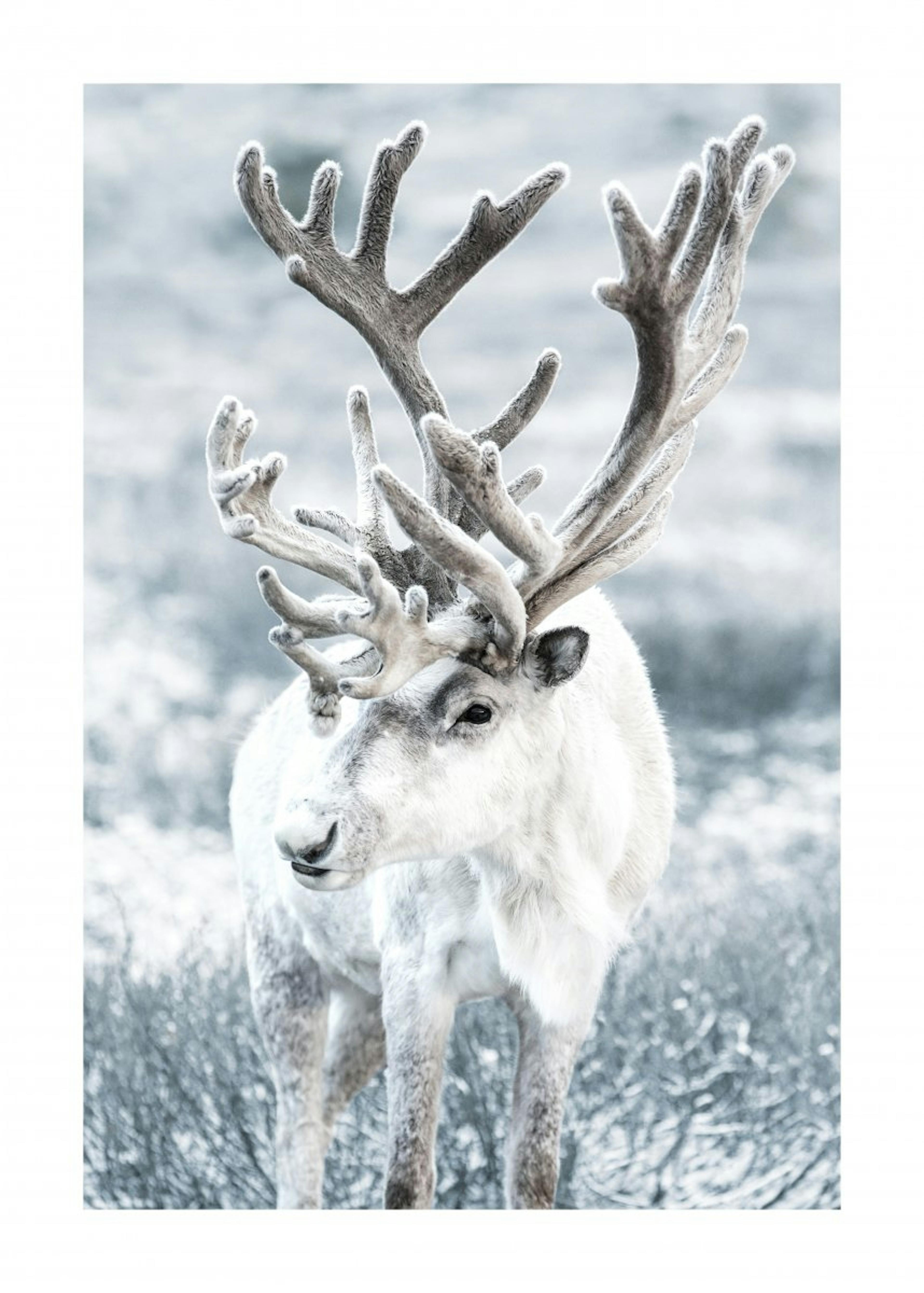 Winter Reindeer Poster 0