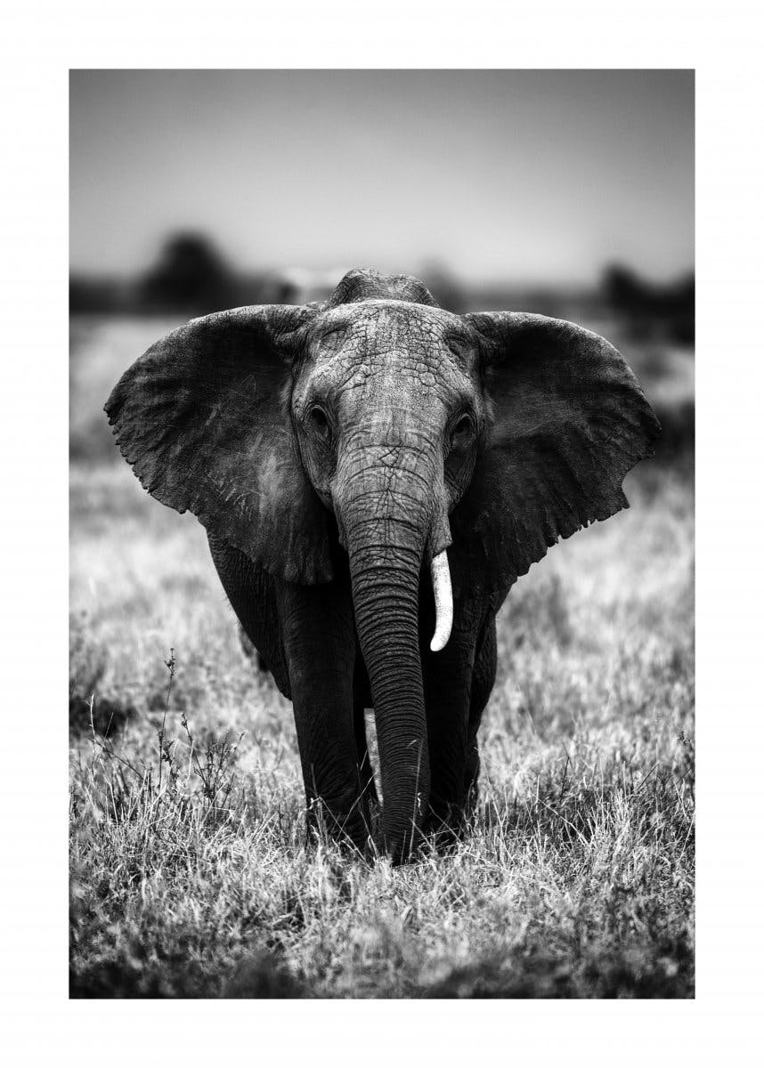 Éléphant à l'État Sauvage Poster 0
