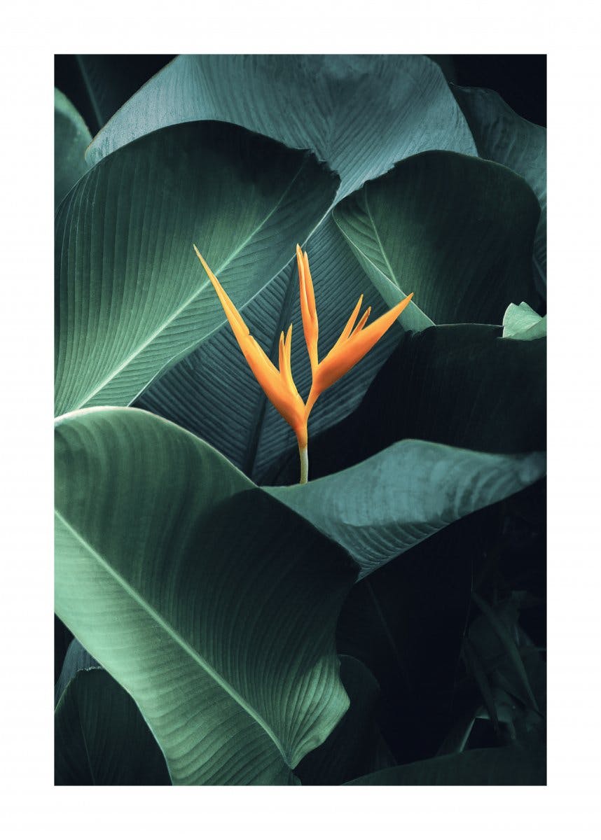 Heliconia Poster 0