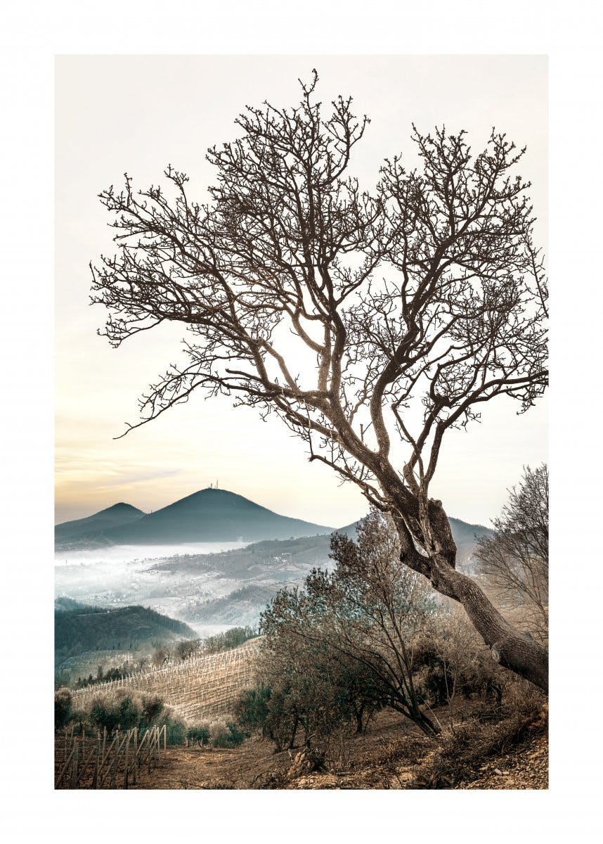Plakat Górskie Drzewo 0