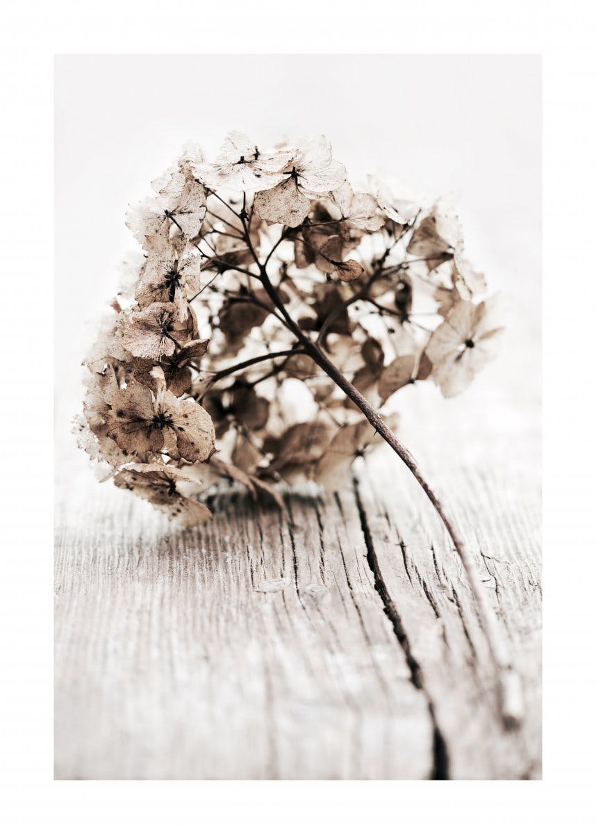 Dried Hydrangea Flower Poster 0