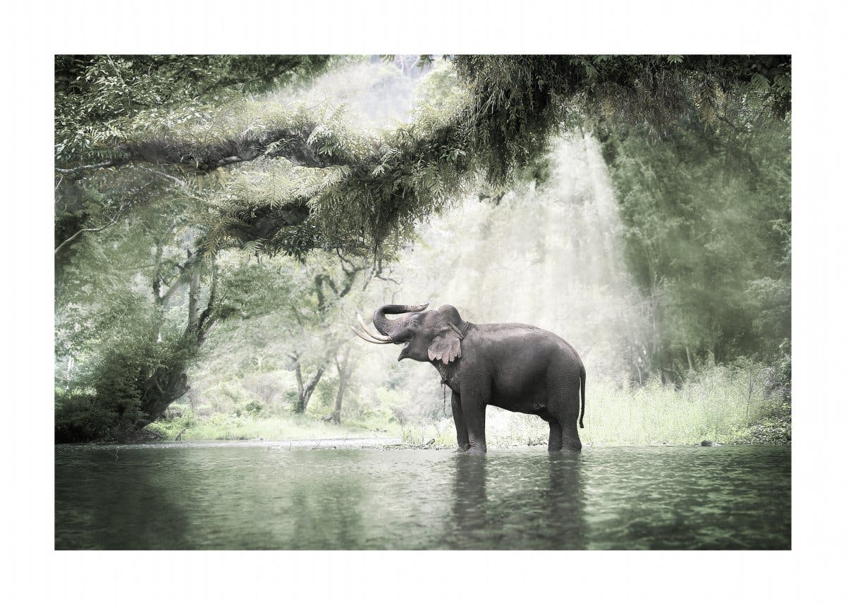 Elefánt a dzsungelben poszter 0