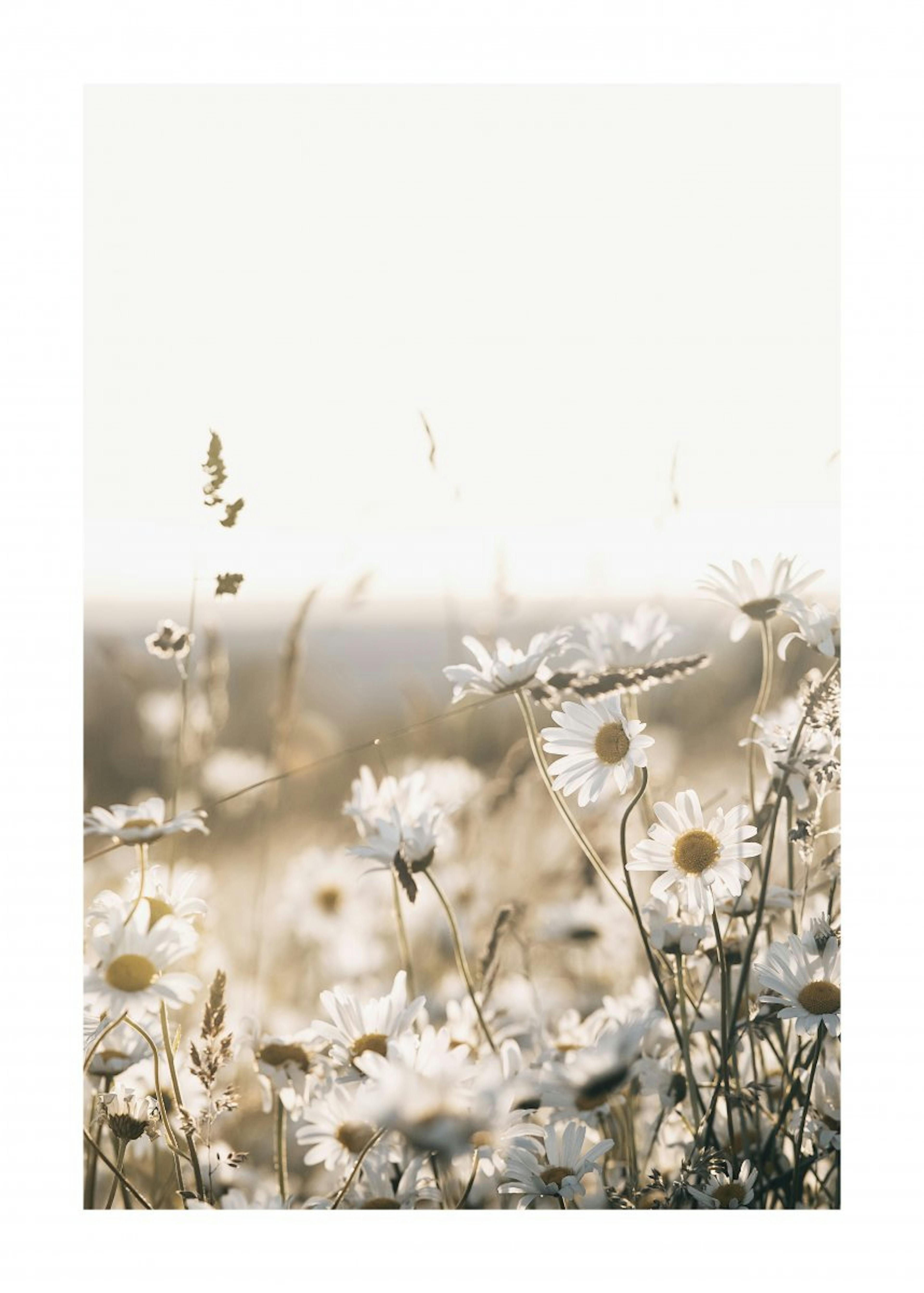 Field of Daisies Poster 0