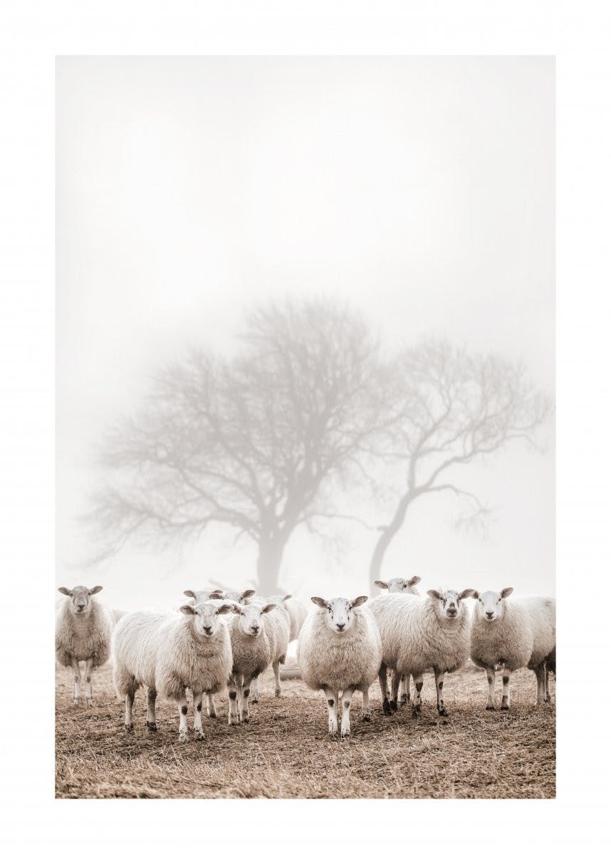 Gregge di Pecore Poster 0