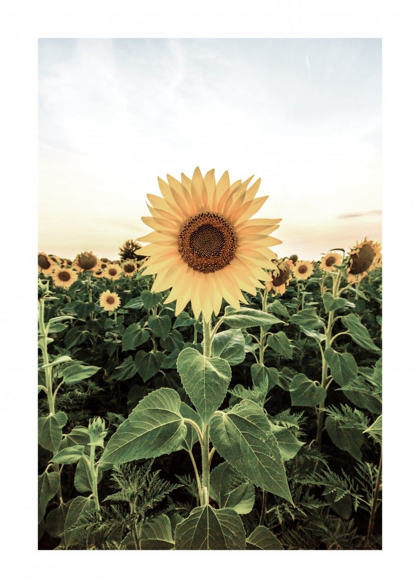 Poster Câmp de Floarea-Soarelui 0