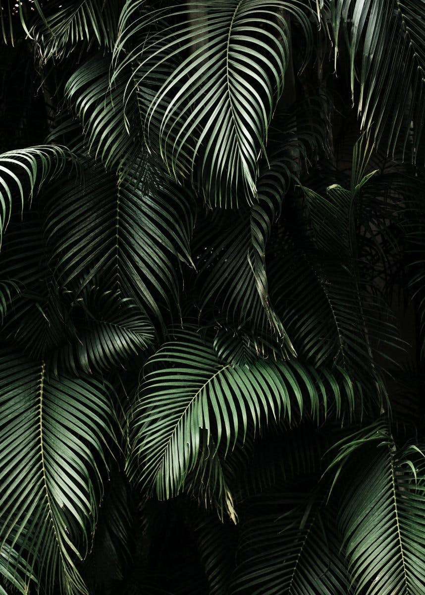 Dark Green Palm Leaves Poster 0