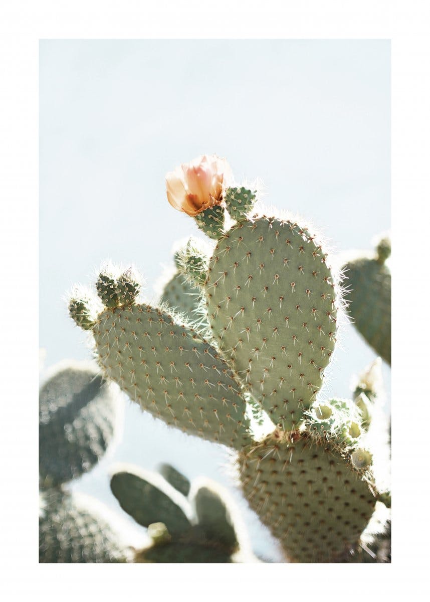 Orange Cactus Flower Poster 0