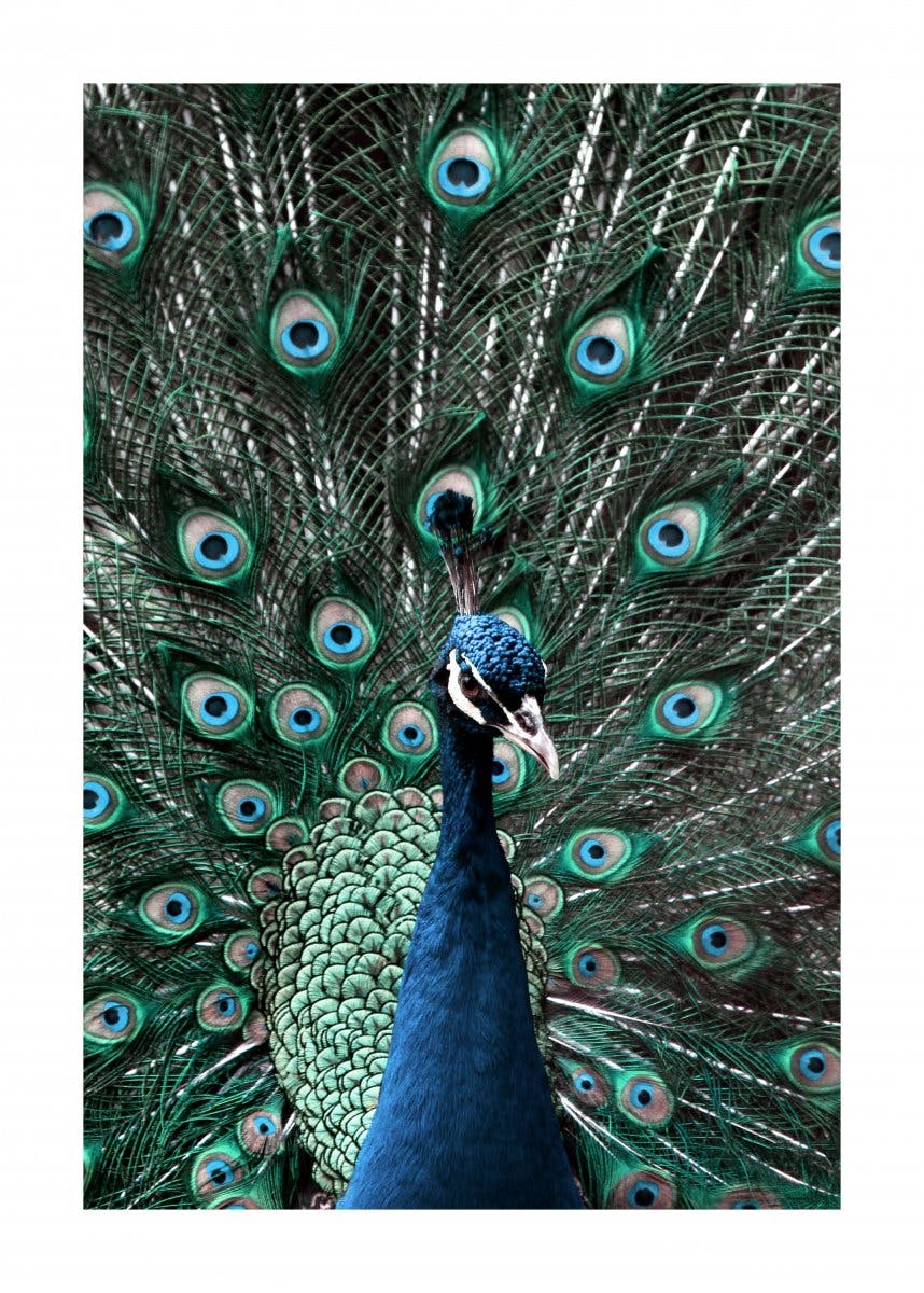 Peacock Poster 0