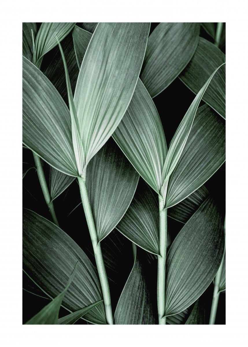 Tropische Blätter Poster 0