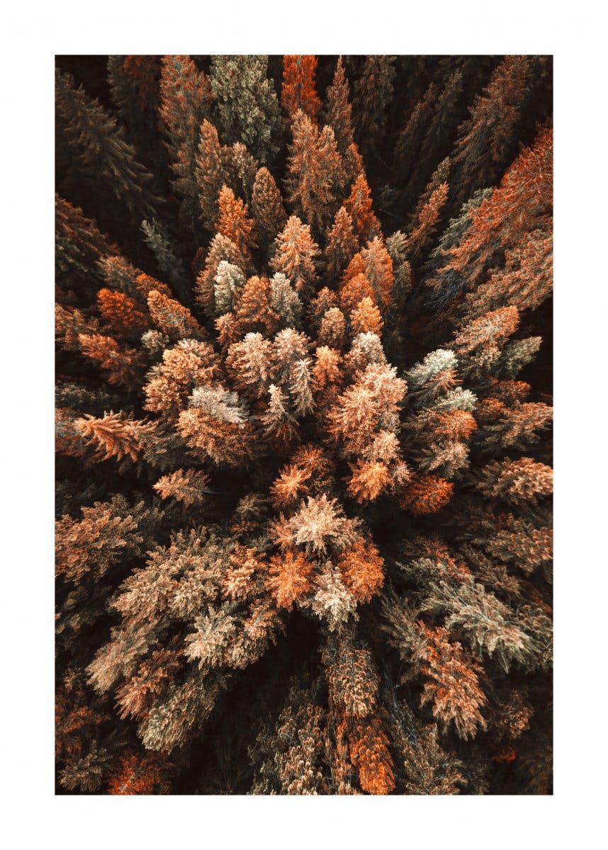 Podzimní les Plakát 0