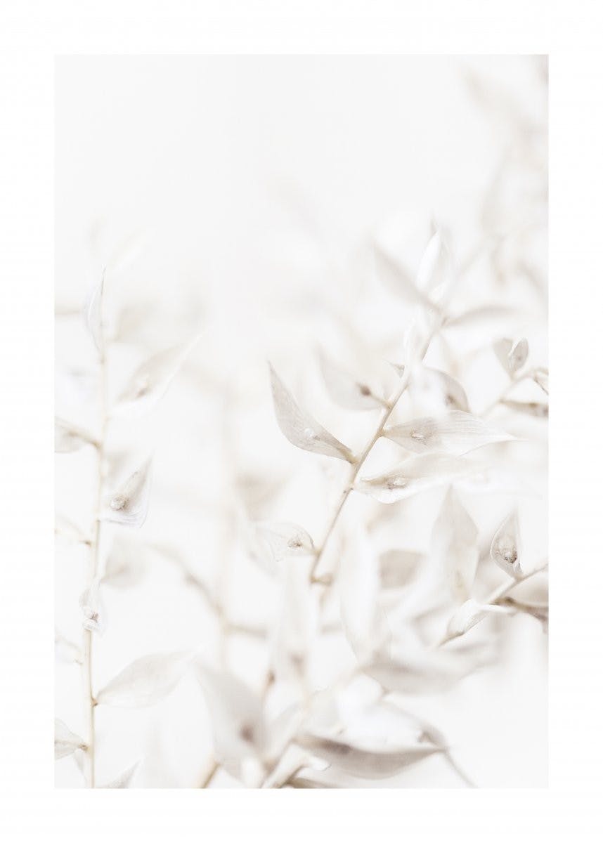 Weiße getrocknete Blumen Poster 0