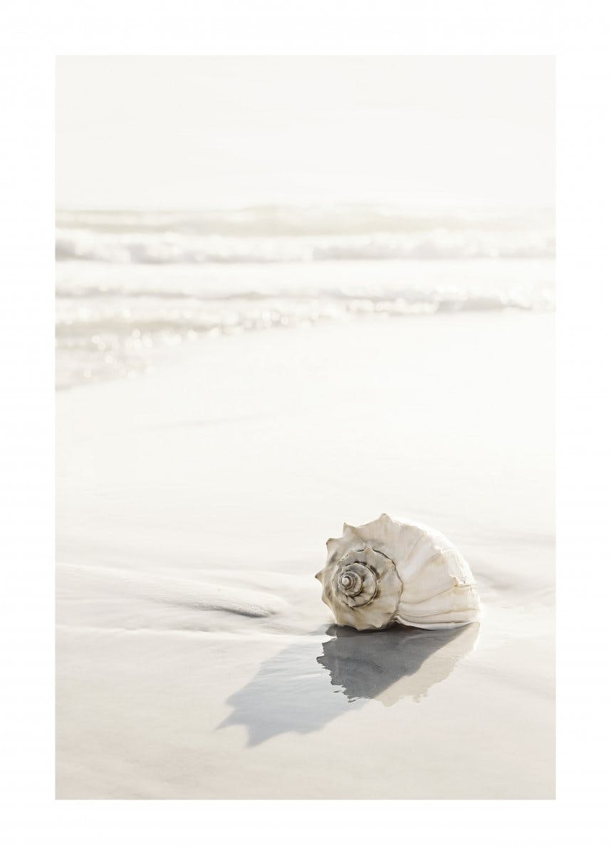 Beach Seashell Poster 0