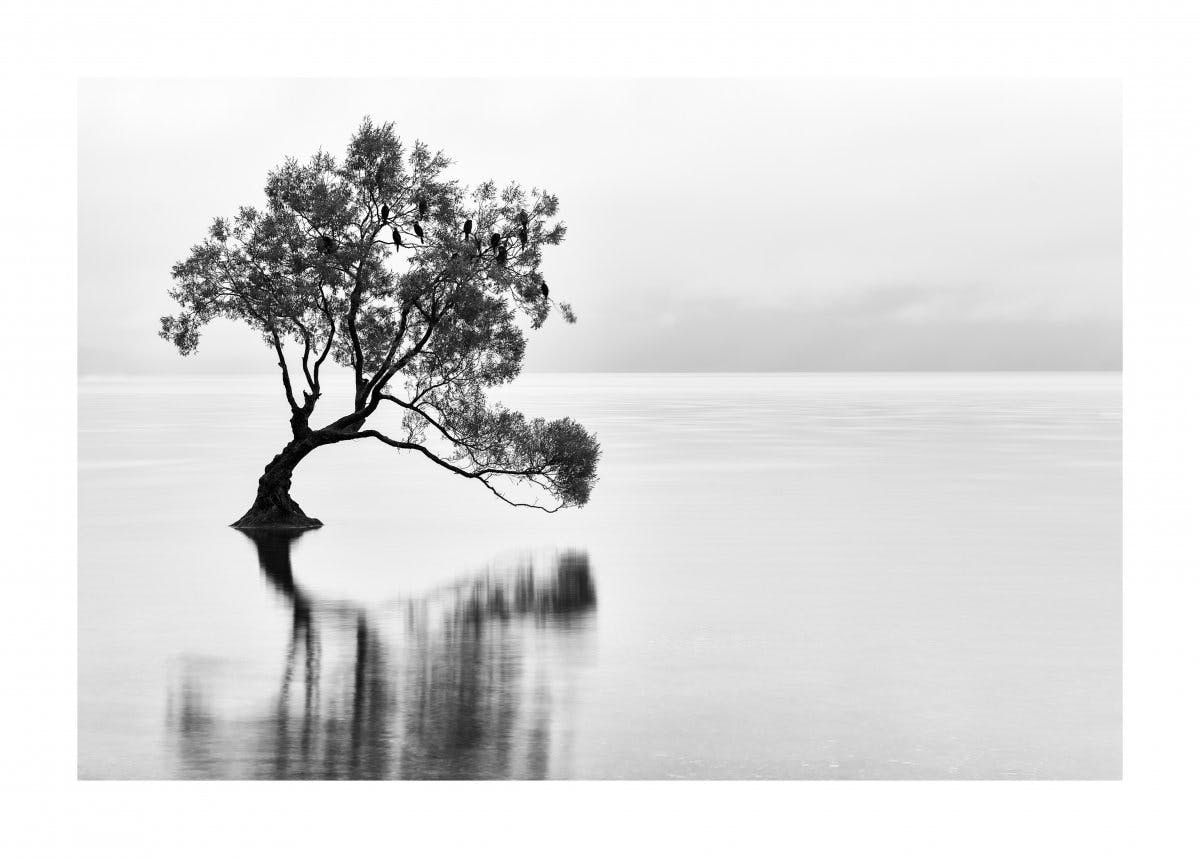 A Wanaka tó fája poszter 0