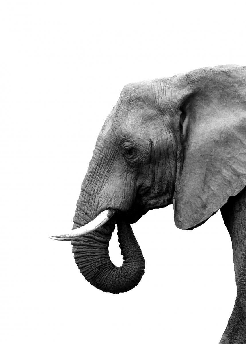 Profil d'Éléphant Poster 0