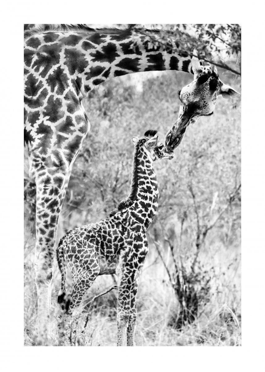 Giraffenkuss Poster 0