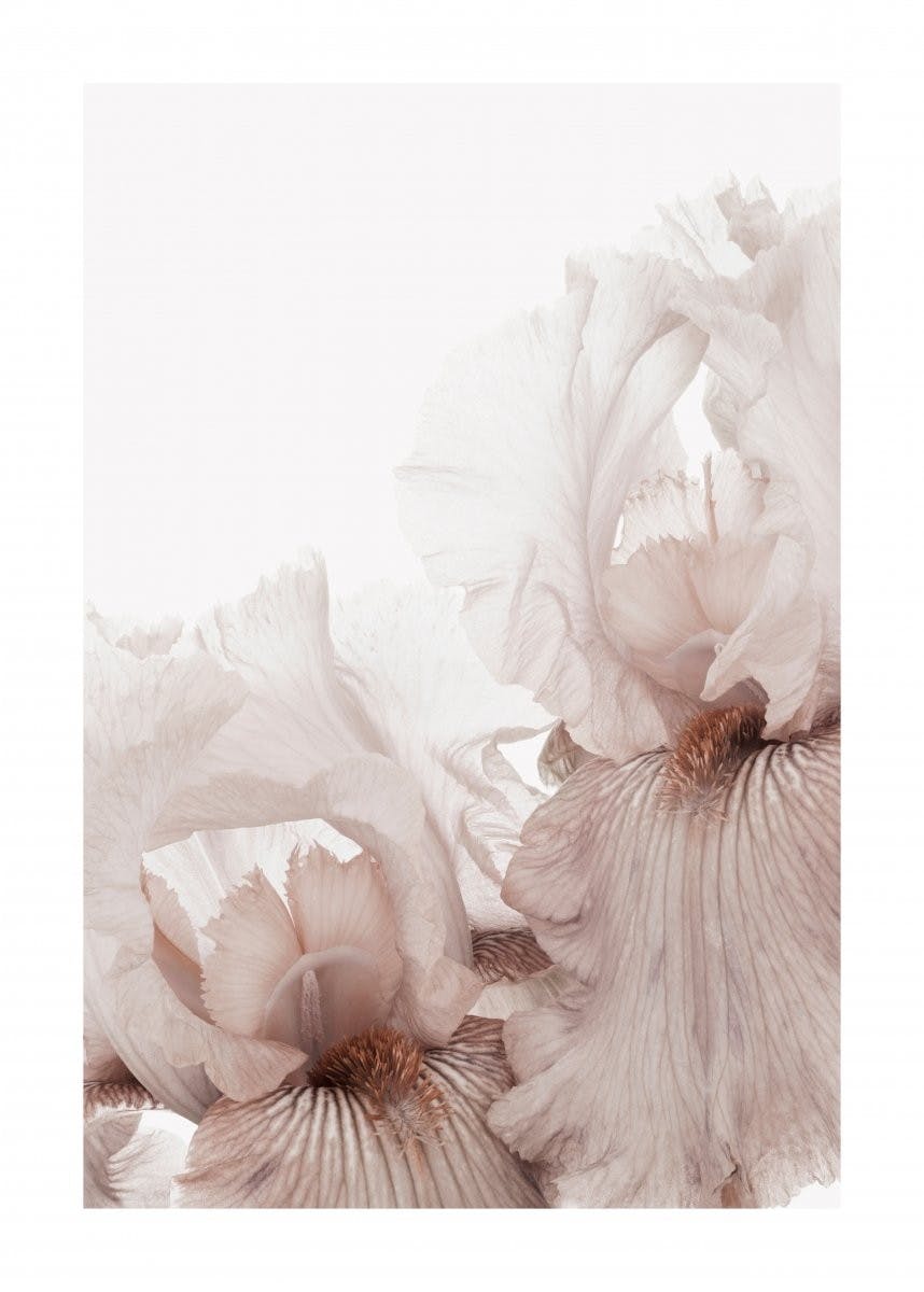 لوحة لصورة زهرة القزحية الوردي 0