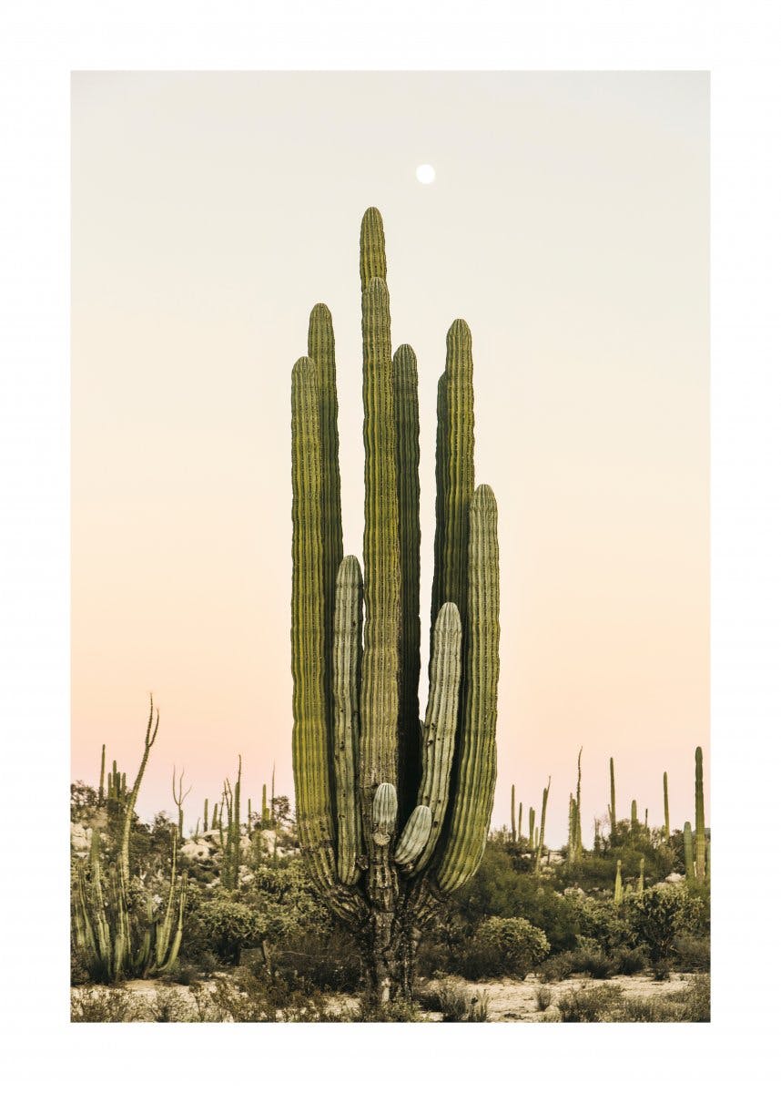 Cactus au coucher du soleil Poster 0