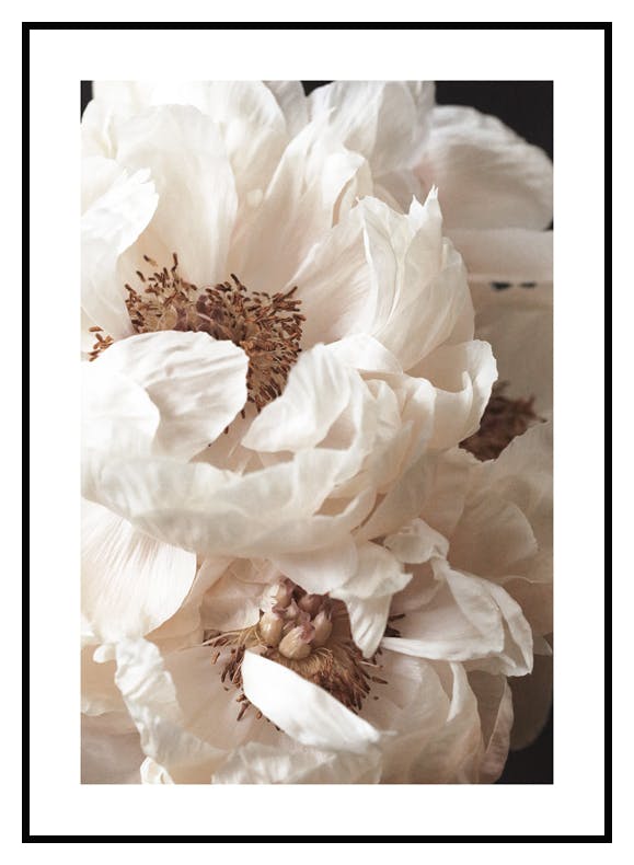 Plakat Kremowe Piwonie (50x70 cm) - Poster Store