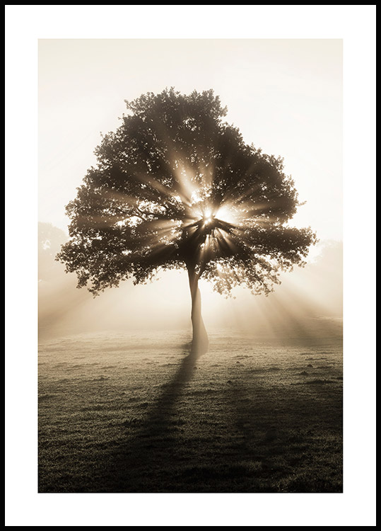 Baum und Sonnenaufgang - Naturposter online