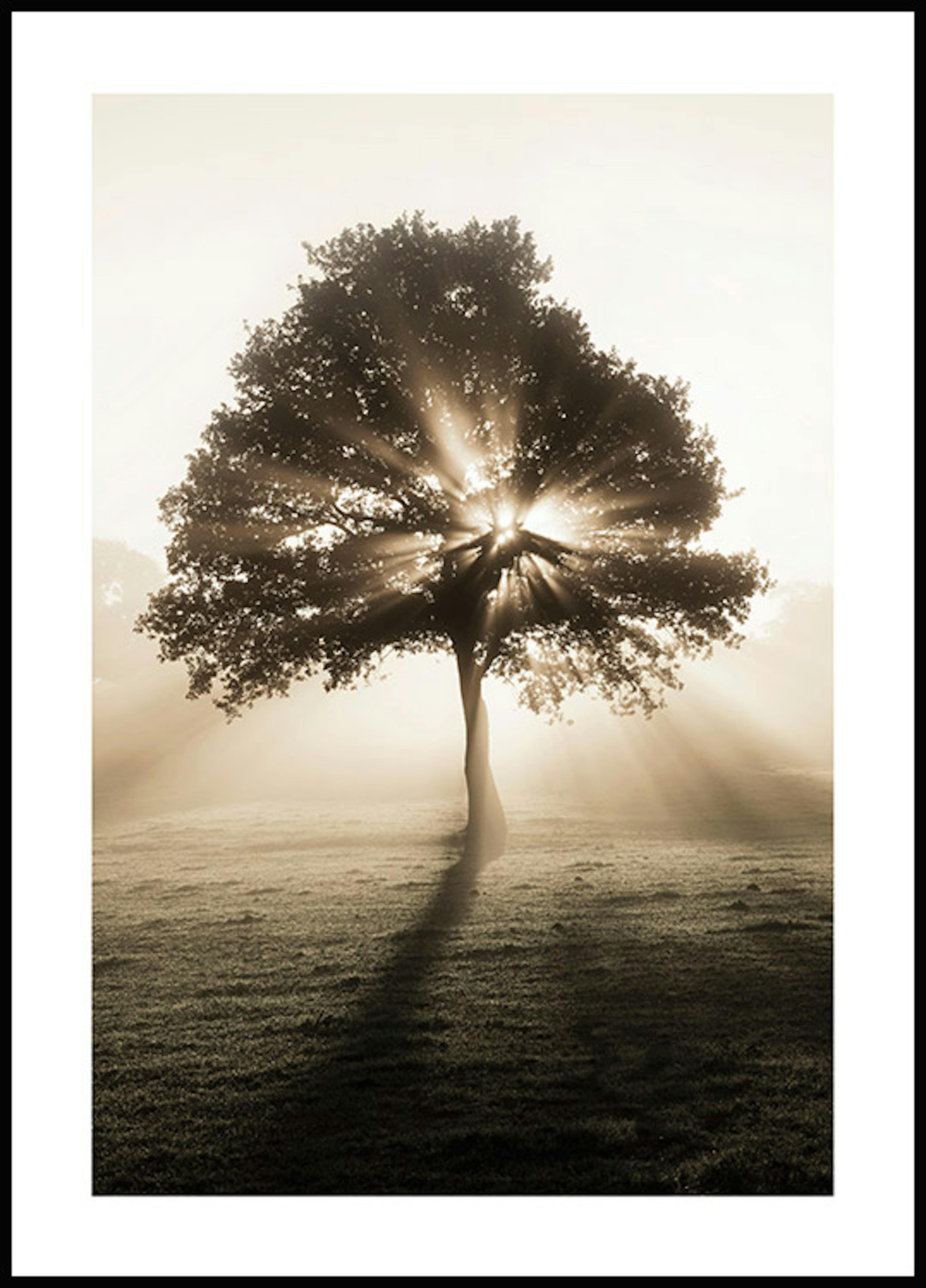 لوحة لصورة شجرة شروق الشمس 0