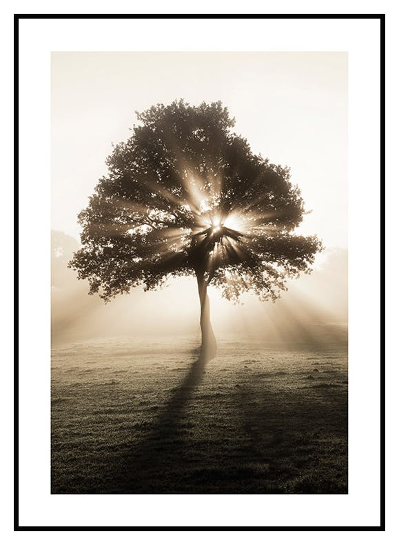 Solopgang Træ Plakat (30x40 cm) - Poster Store