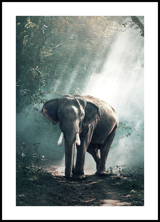 Elefant i Poster - Elefantplakater