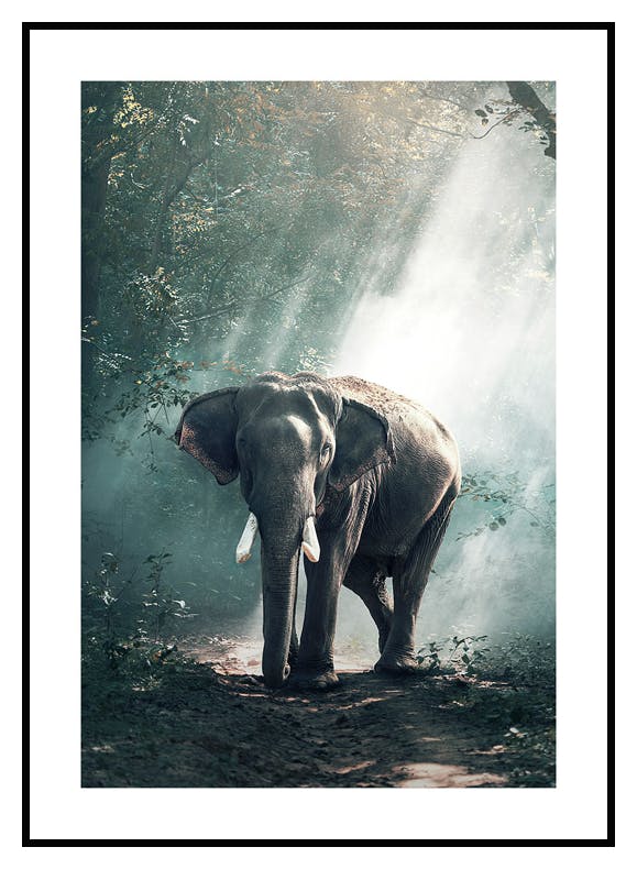 Elefantti Metsässä Juliste (50x70 cm) - Poster Store