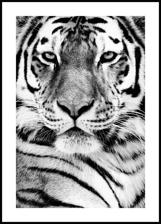 - Sibirischer Tierbilder Poster Tiger