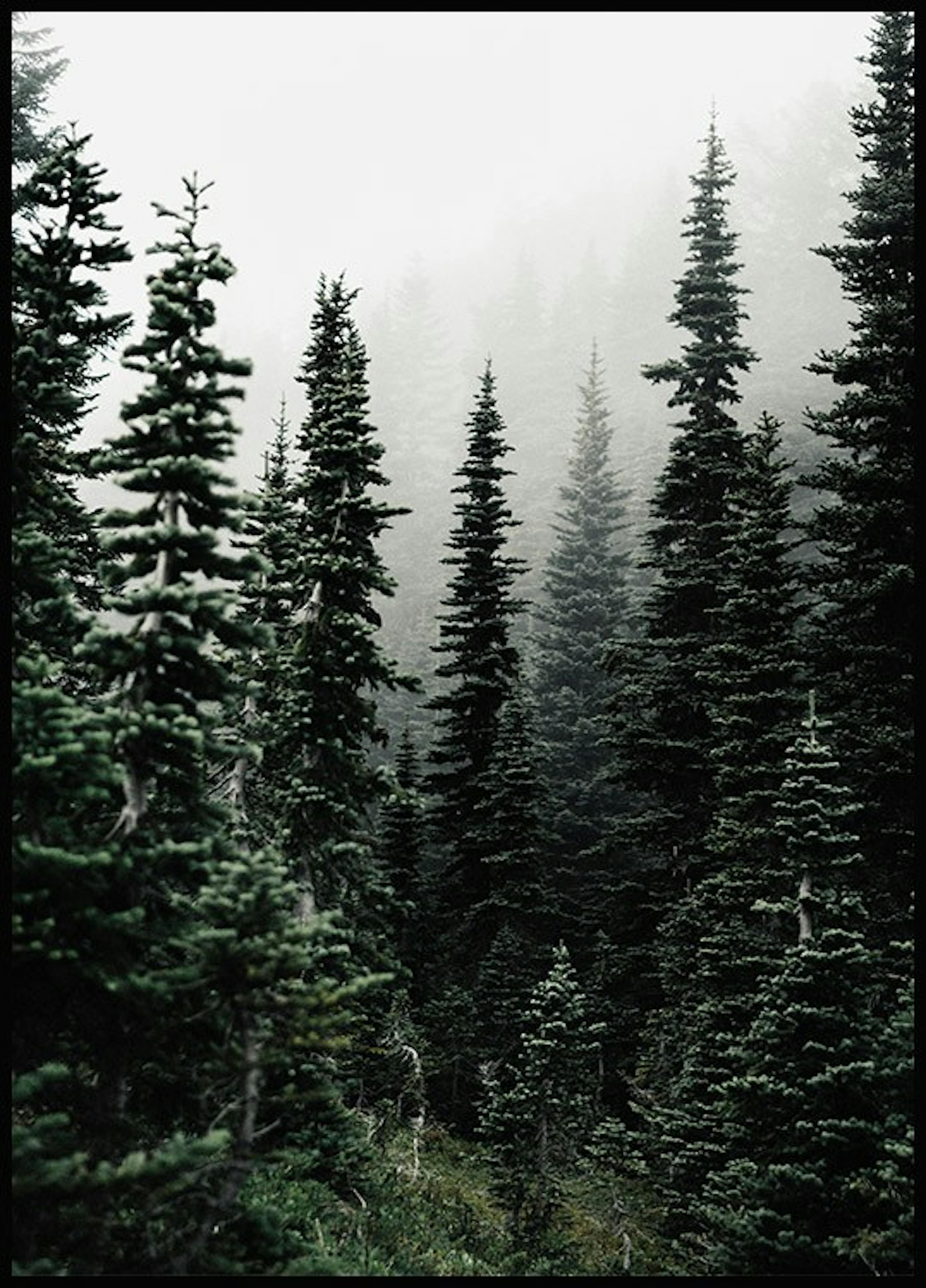 어두운 숲과 나무 포스터 0