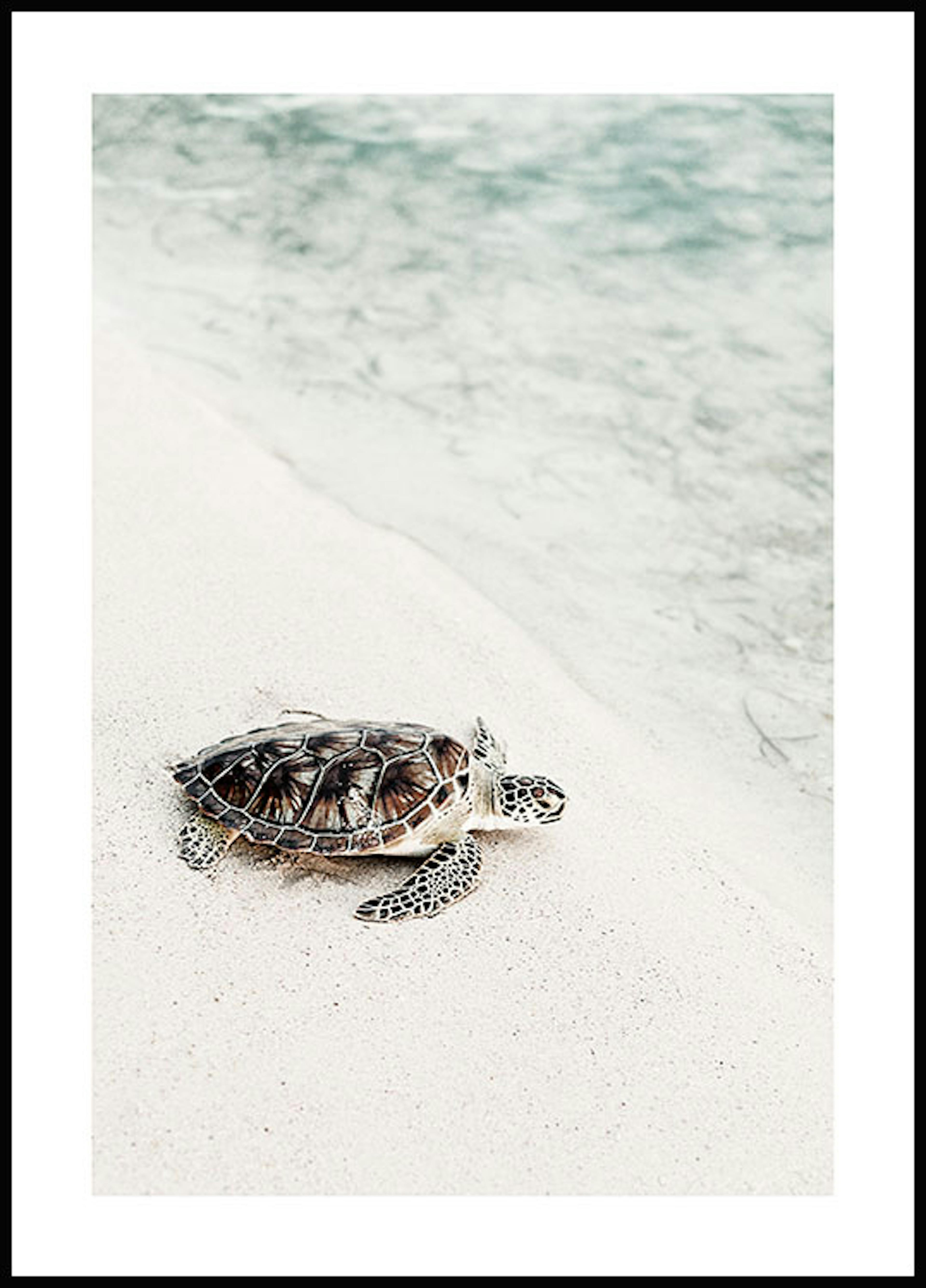 Poster țestoasă la plajă 0
